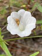 Imagem de Poecilognathus sulphureus