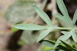 Image of Brandegee's desertparsley