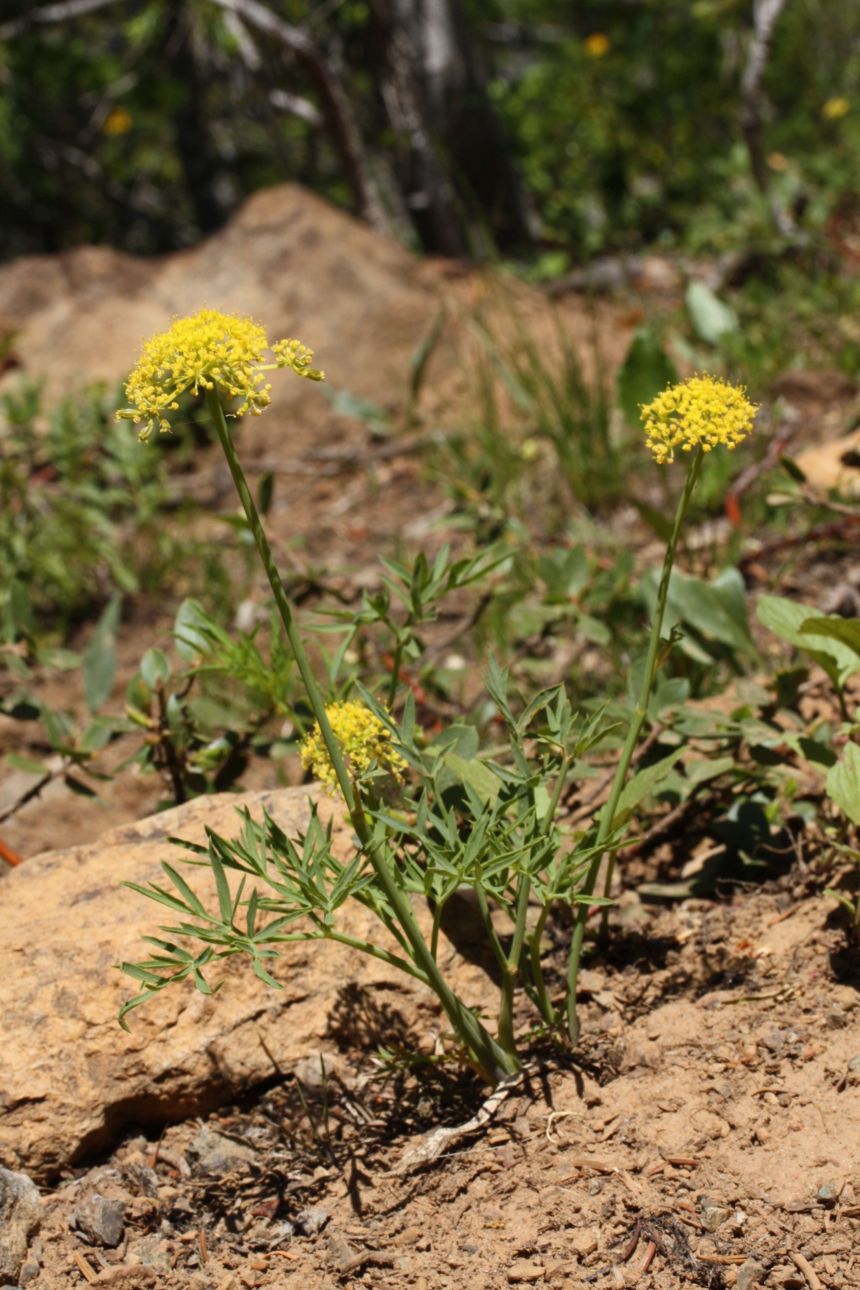 Image of Brandegee's desertparsley