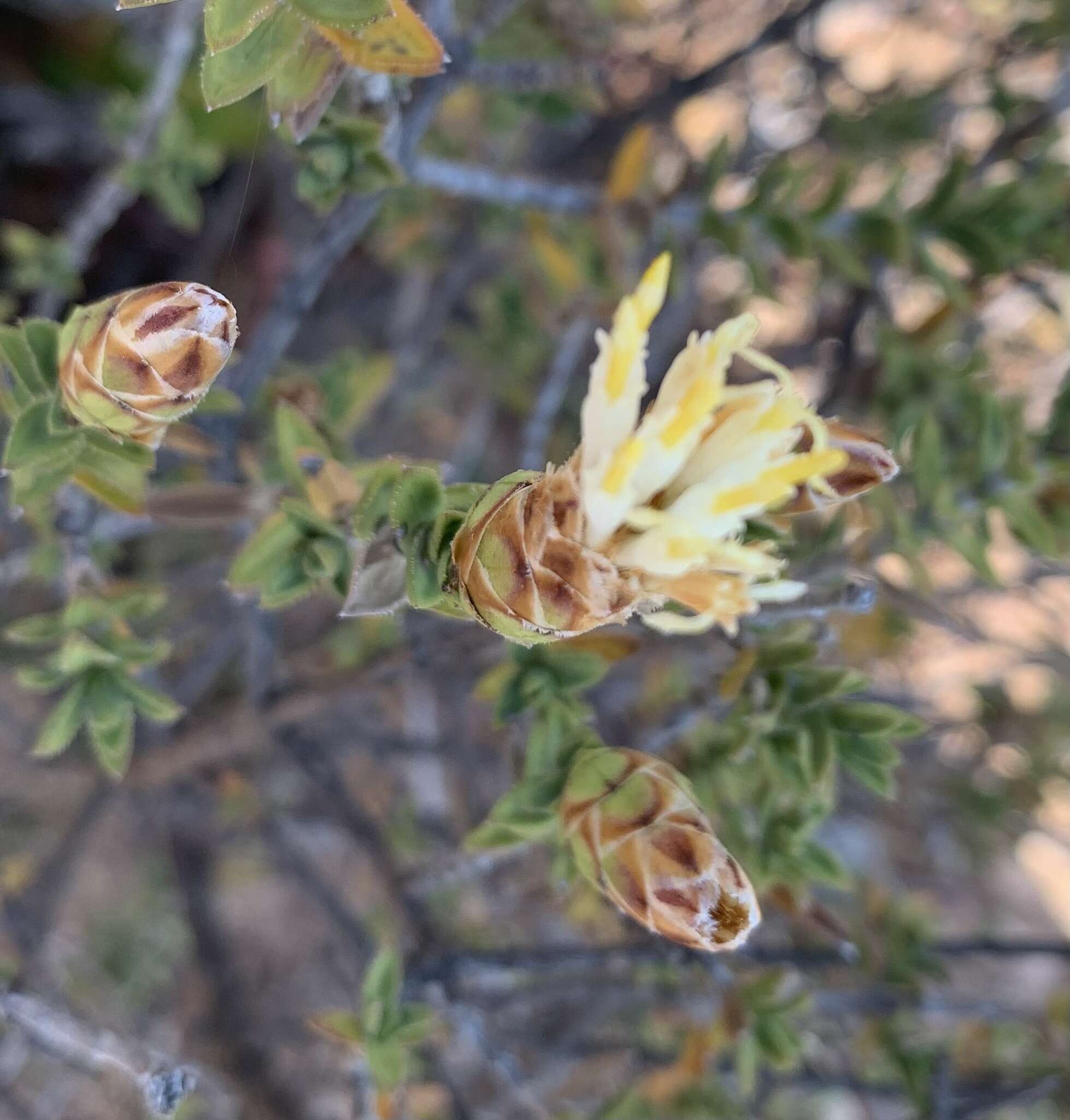 Image of Pteronia hutchinsoniana Compton