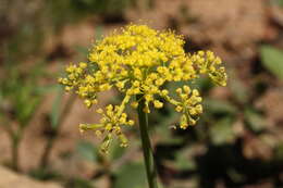 Image of Brandegee's desertparsley