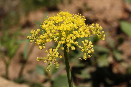 Image of Brandegee's desertparsley