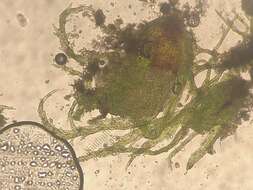 Image of ephemerum moss