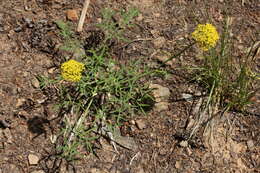 Image of Brandegee's desertparsley