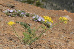 Image of Brandegee's desertparsley