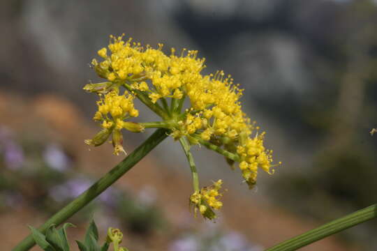 Image of Brandegee's desertparsley