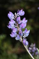 Image of broadleaf lupine