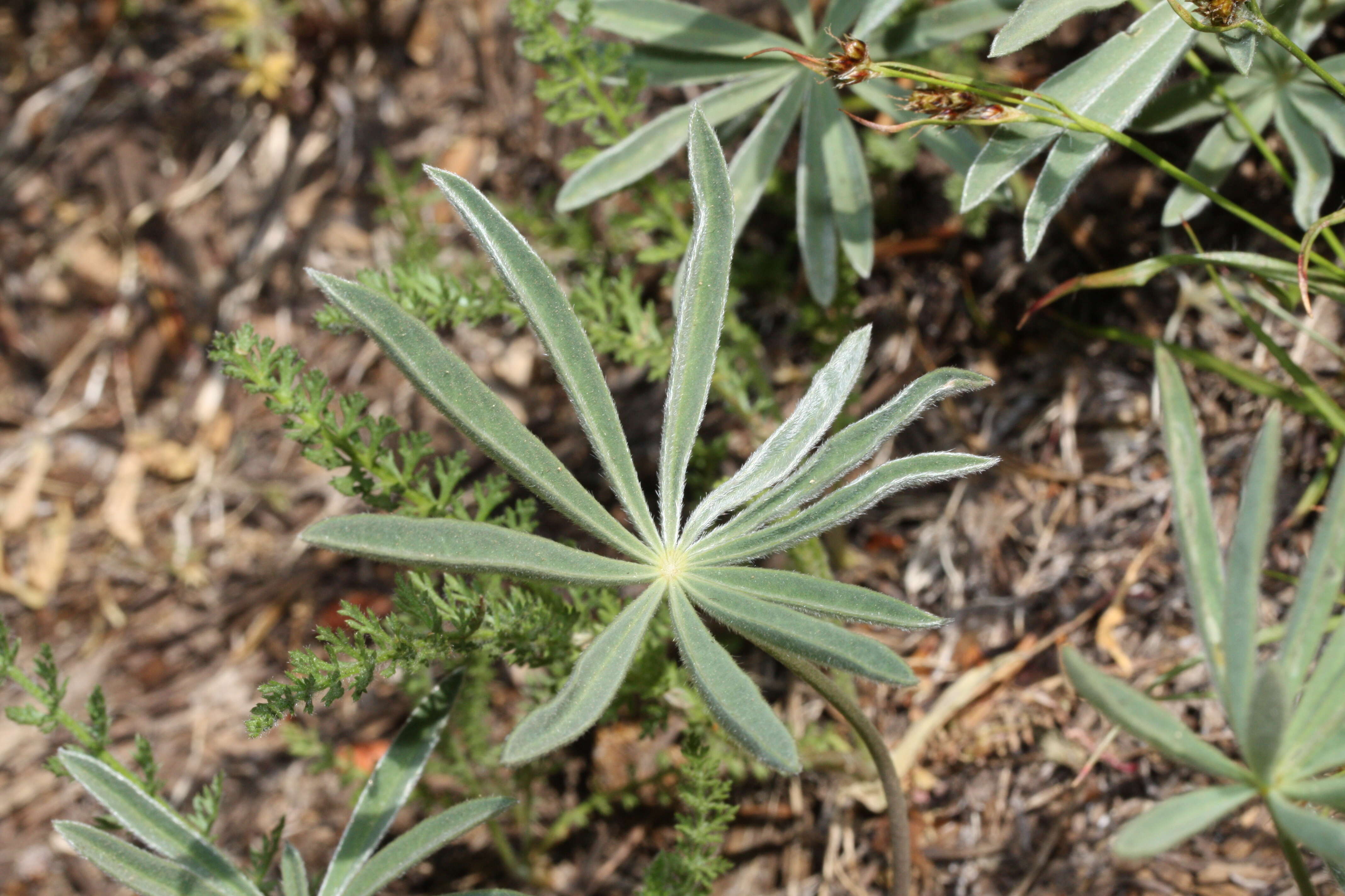 Image of broadleaf lupine