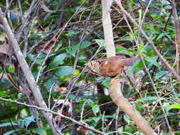 Image of Dusky Fulvetta