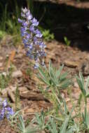 Image of broadleaf lupine