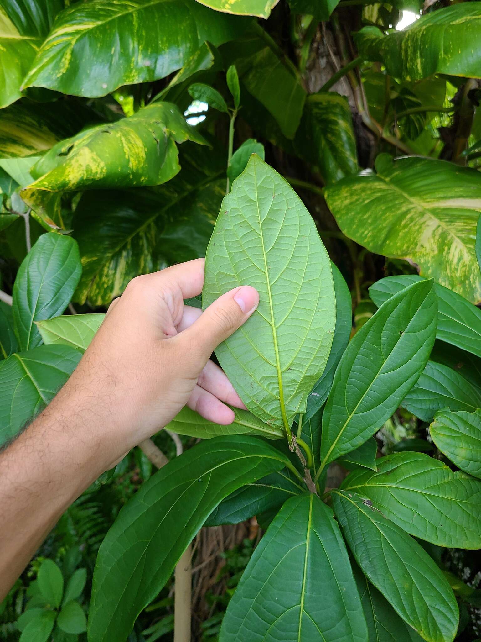 Image de Cordia collococca L.