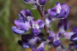 Image of broadleaf lupine