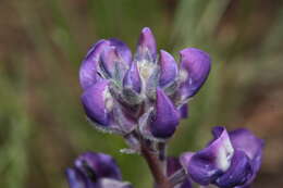 Image of broadleaf lupine