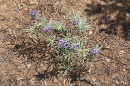 Image of broadleaf lupine