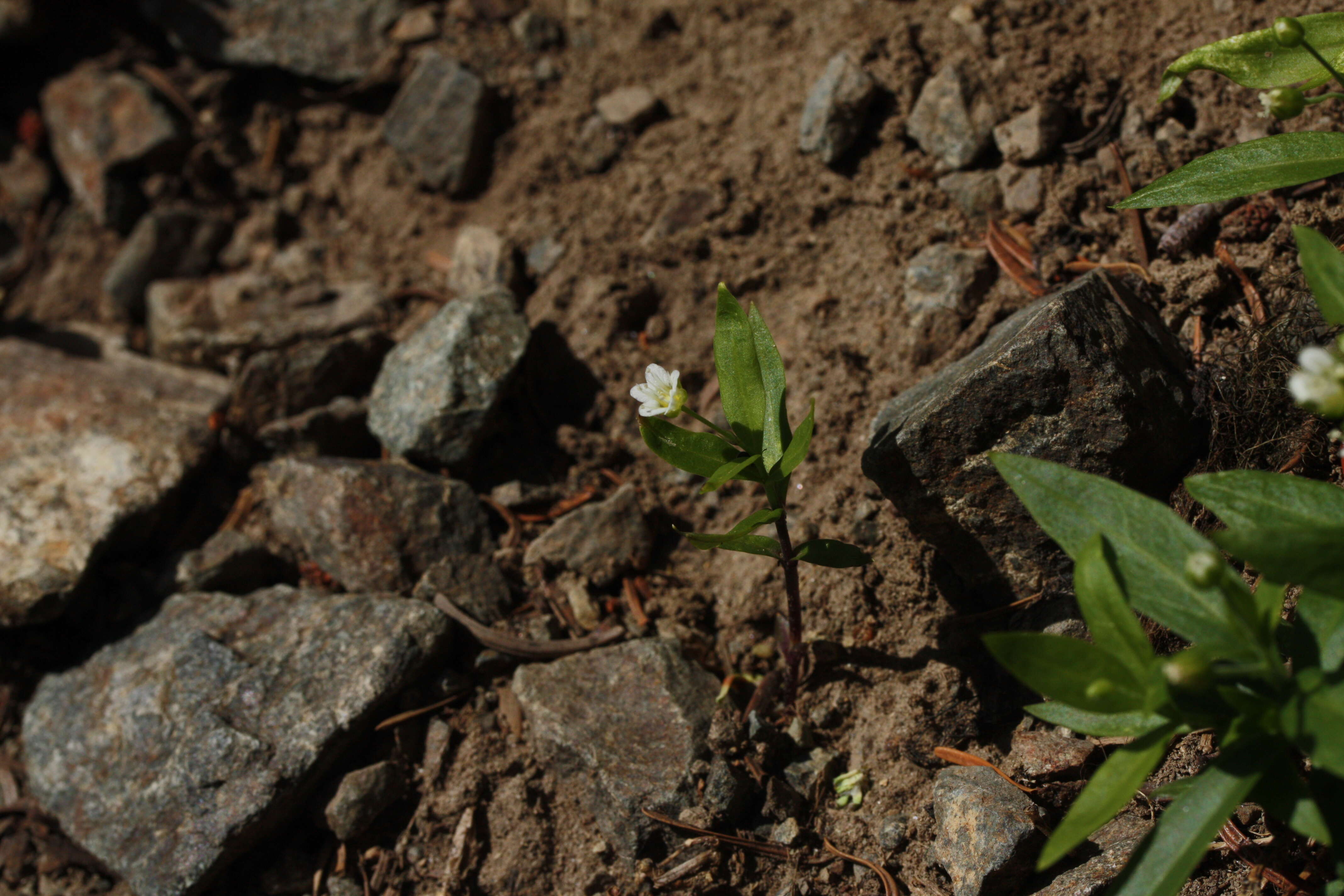 Plancia ëd Moehringia macrophylla (Hook.) Fenzl