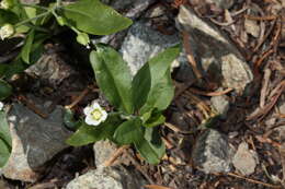 Слика од Moehringia macrophylla (Hook.) Fenzl