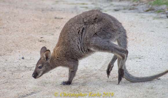 Image of Macropus rufogriseus rufogriseus (Desmarest 1817)