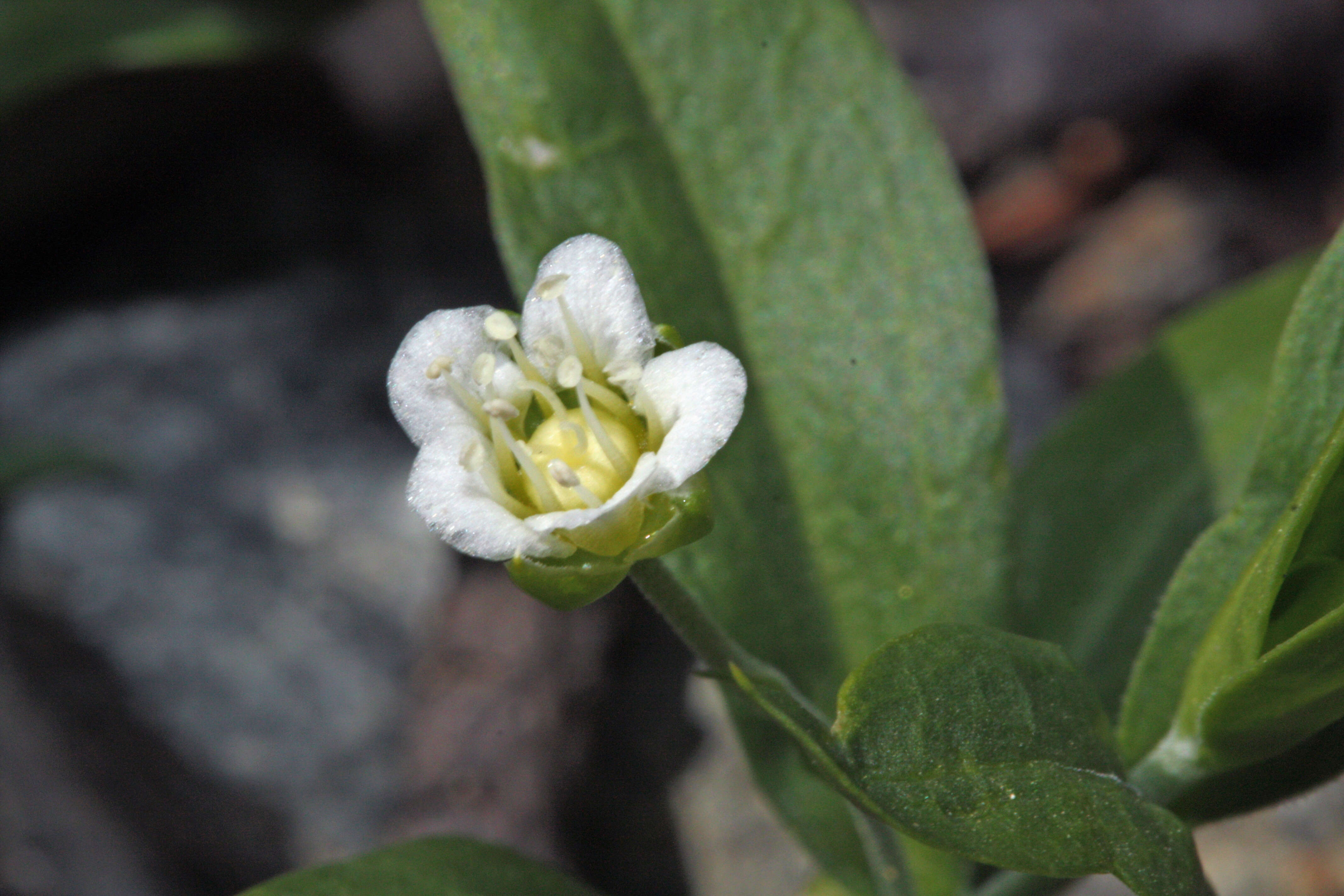 Plancia ëd Moehringia macrophylla (Hook.) Fenzl