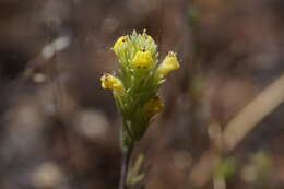 Image of cutleaf Indian paintbrush