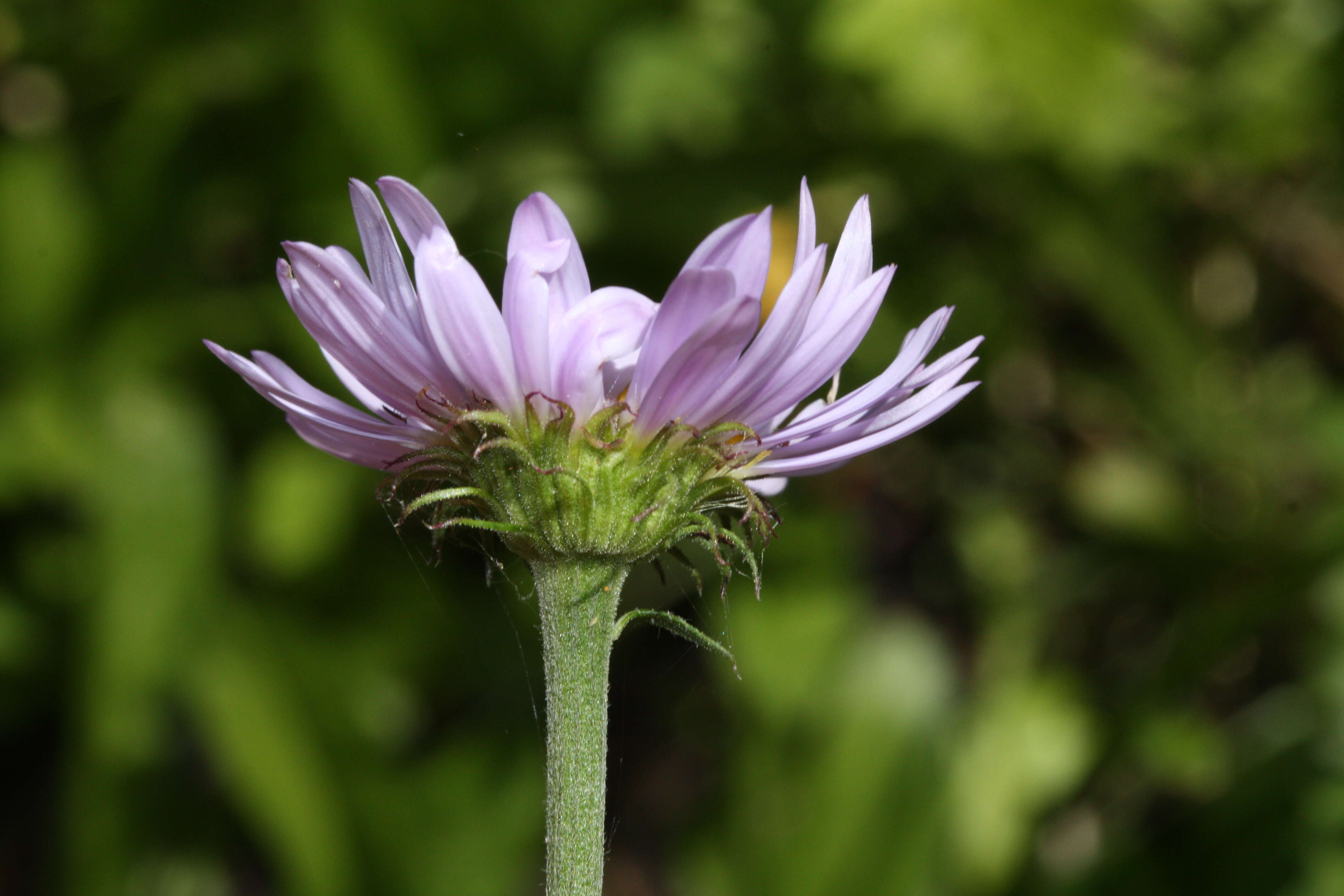 Image of tundra aster