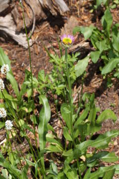 Image of tundra aster