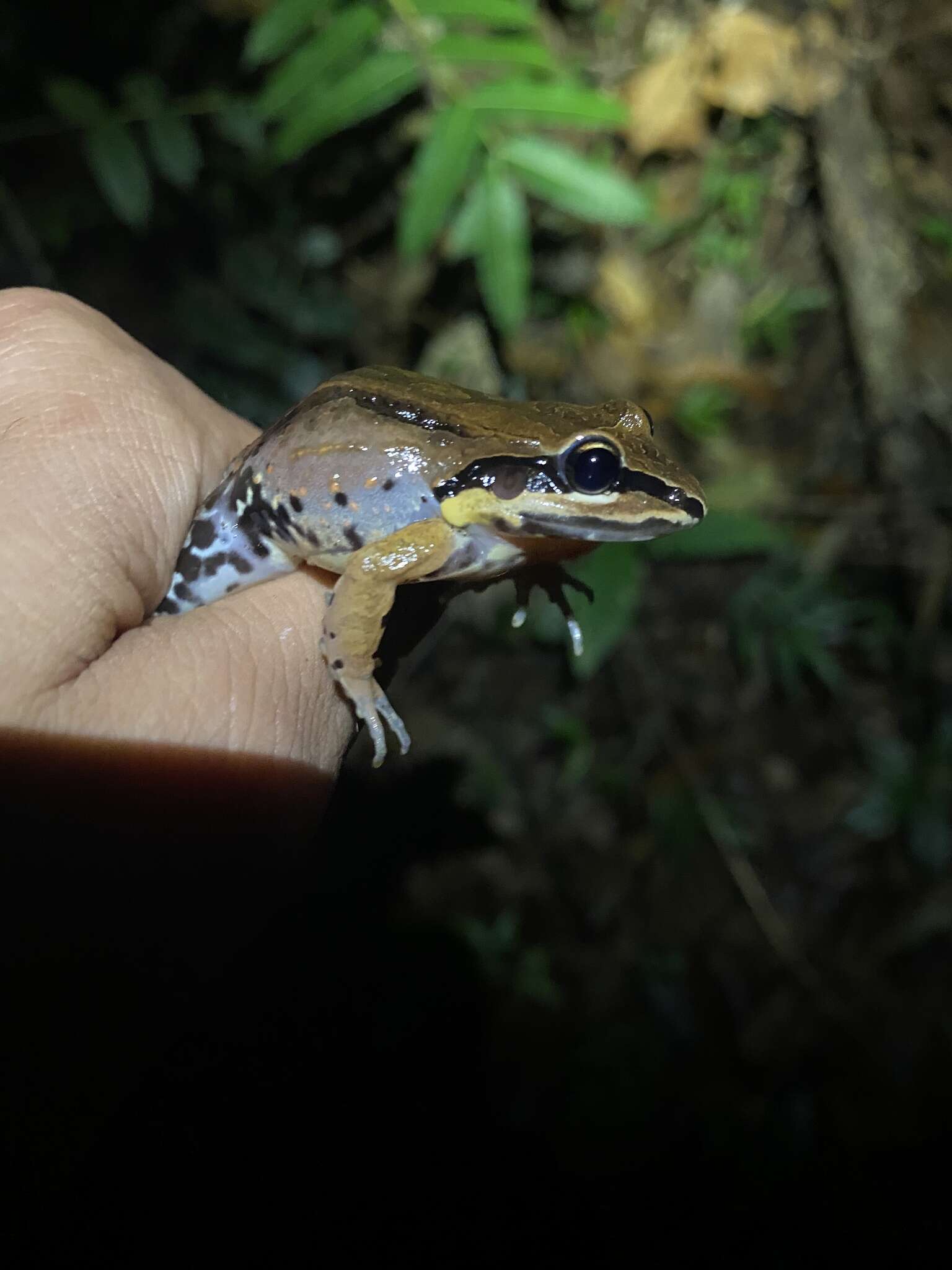 Image of Caribbean white-lipped frog