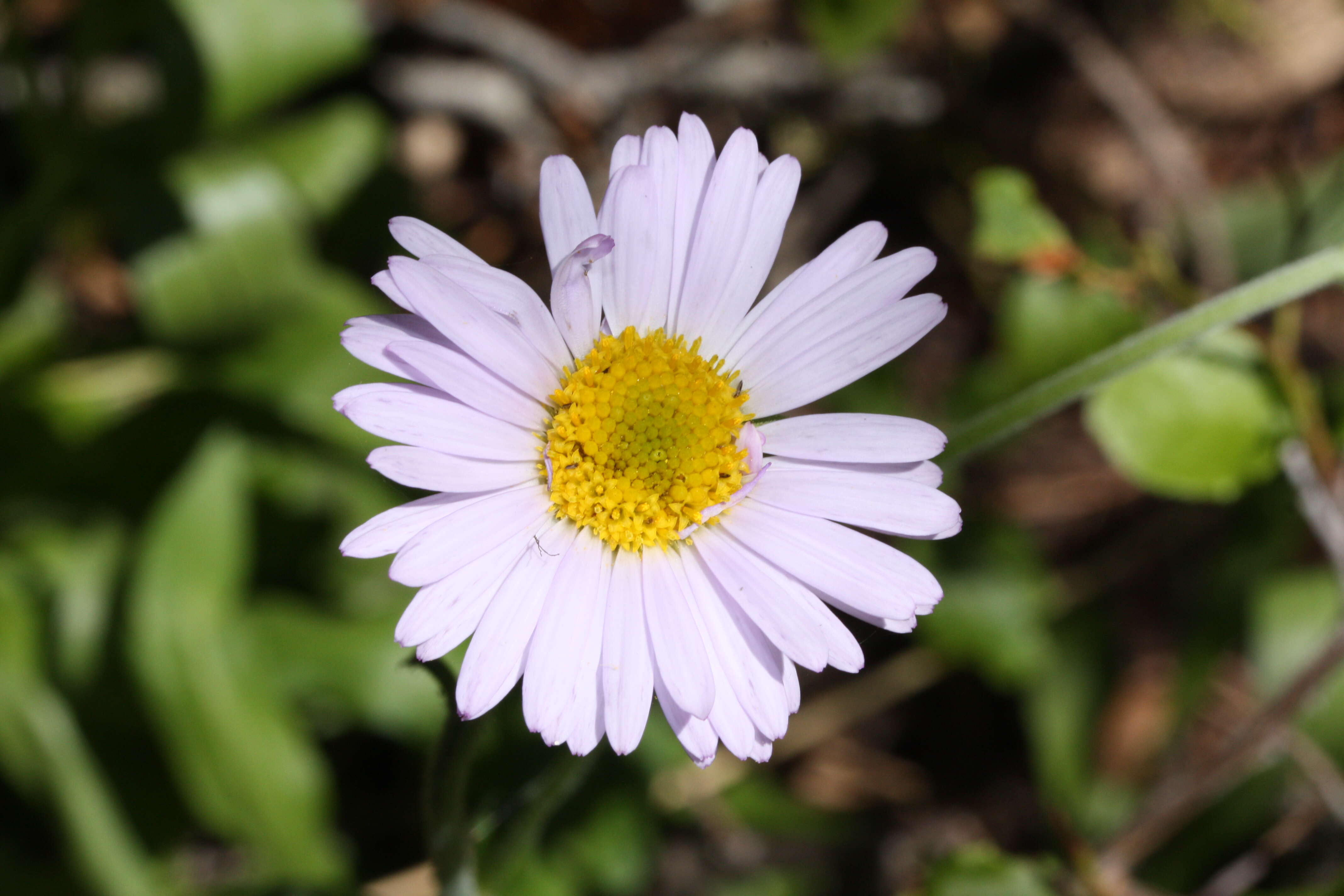 Image of tundra aster