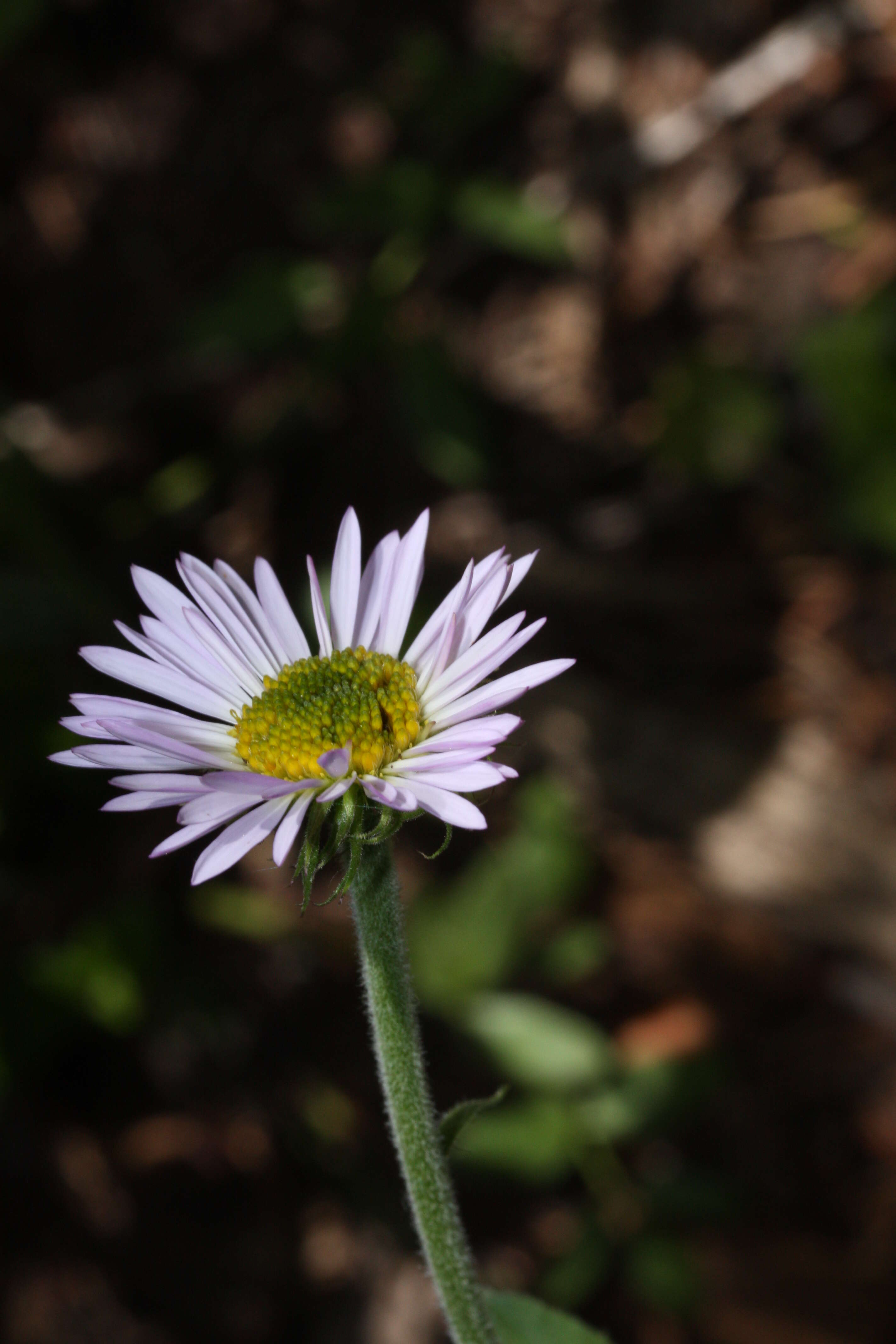 Image of tundra aster