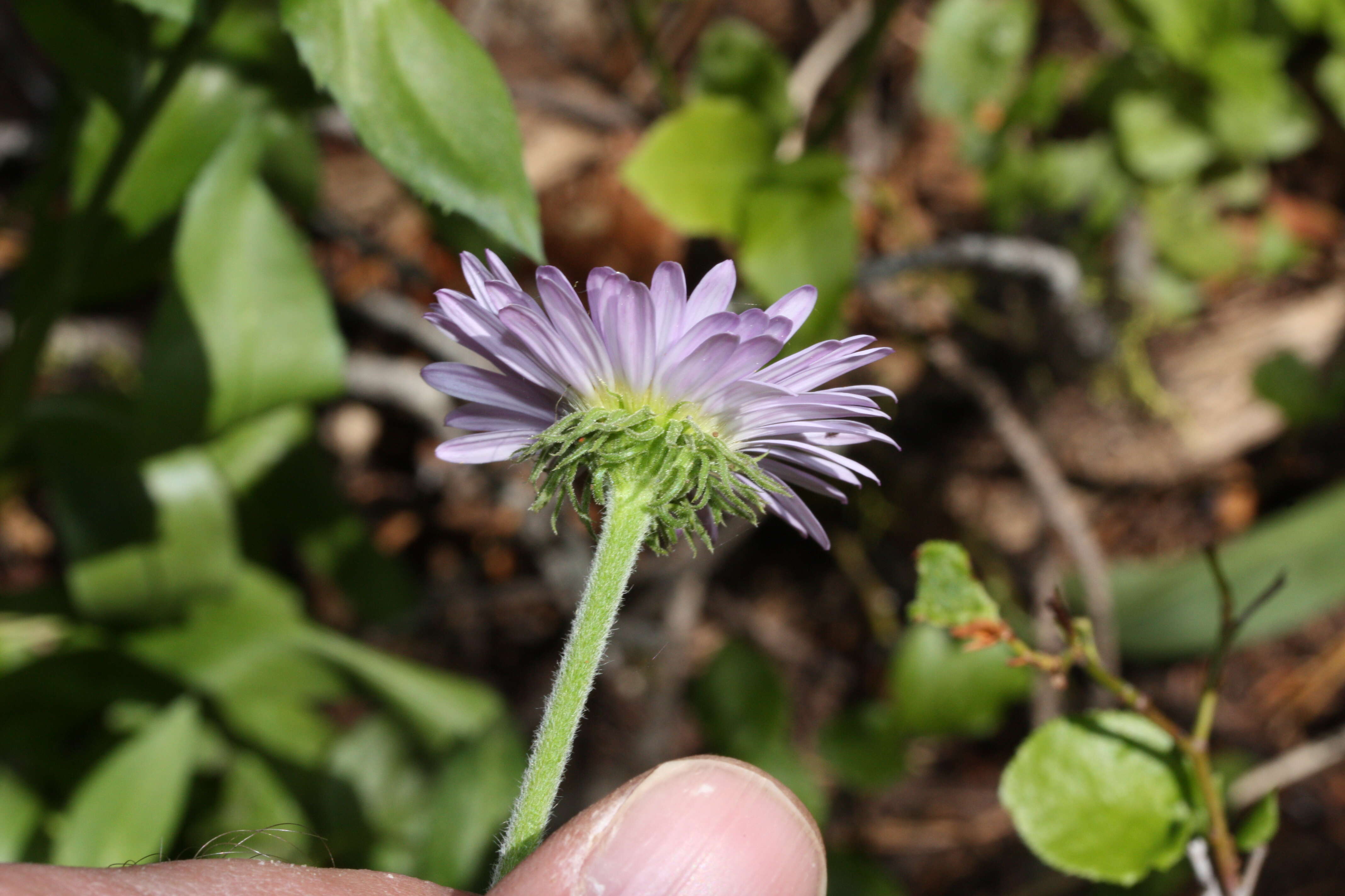 Imagem de Oreostemma alpigenum (Torr. & A. Gray) Greene