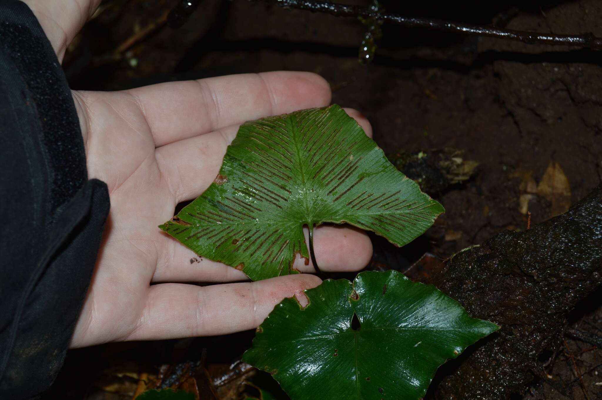 Plancia ëd Asplenium hemionitis L.