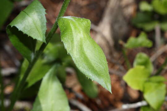 Imagem de Oreostemma alpigenum (Torr. & A. Gray) Greene