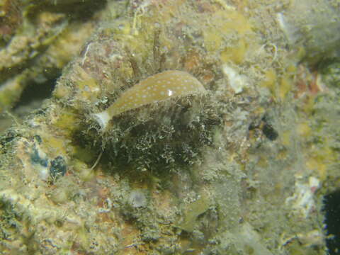 Image of Fuzzy cowrie shell