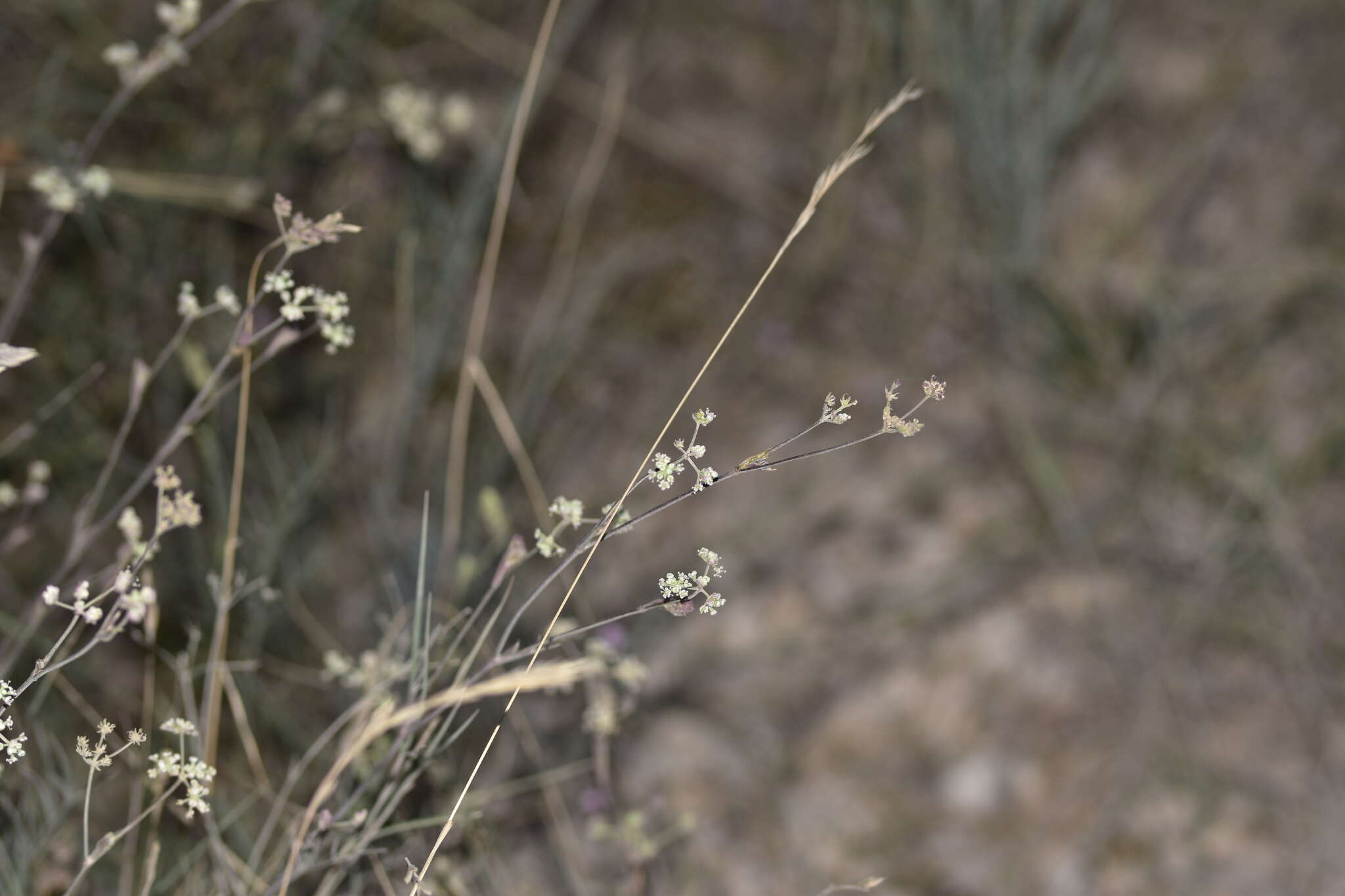 Sivun Hippomarathrum montanum subsp. tommasinii (Rchb. fil.) kuva