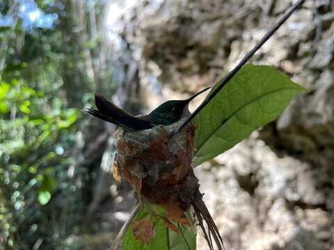 Image of Puerto Rican Emerald