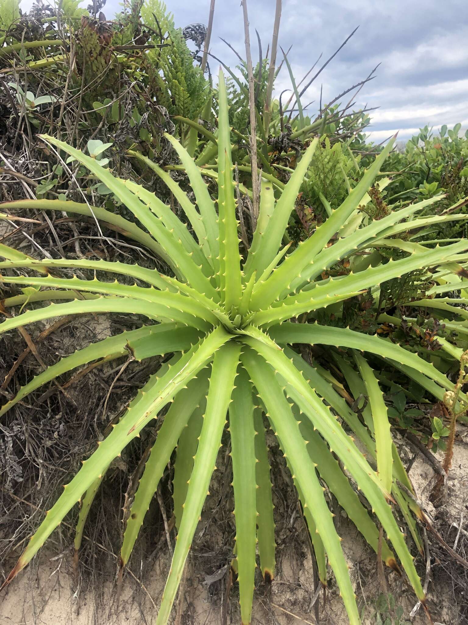 Image of Dyckia encholirioides (Gaudich.) Mez