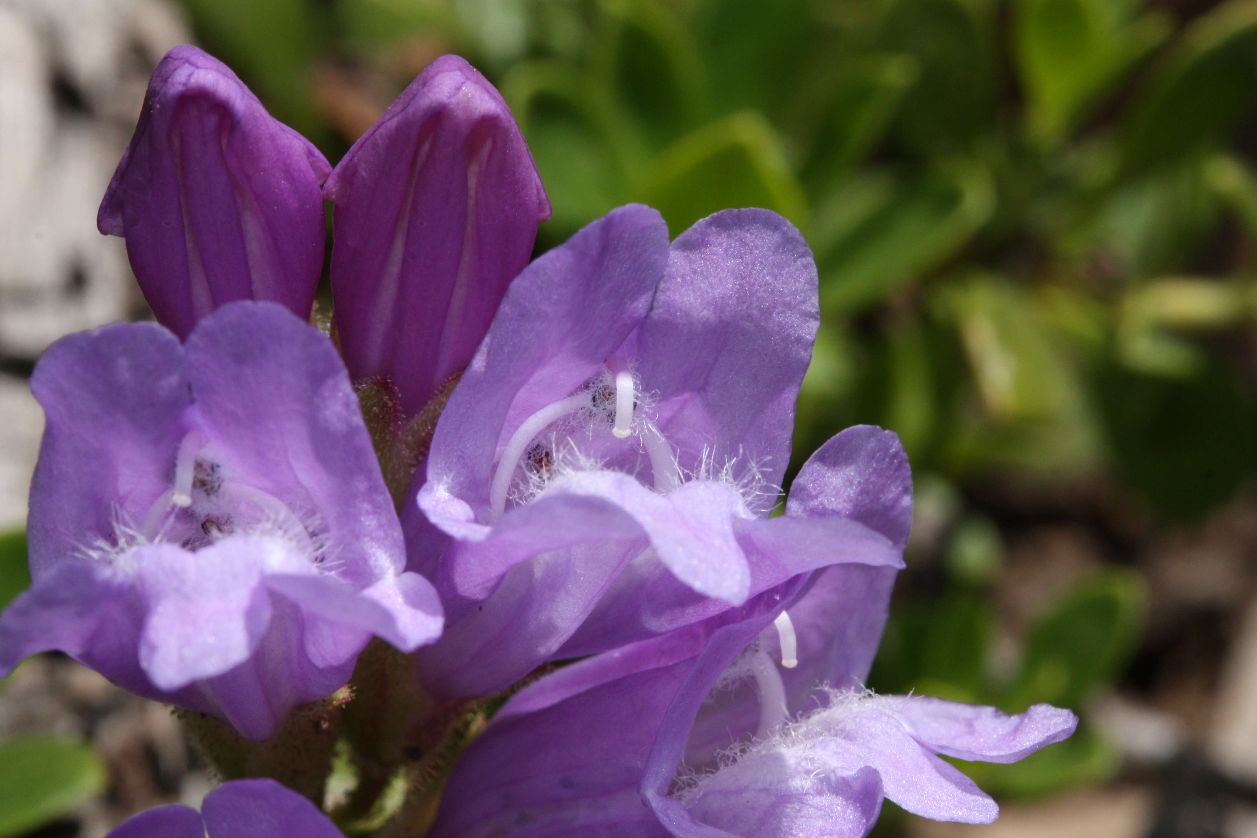 Image of Davidson's penstemon