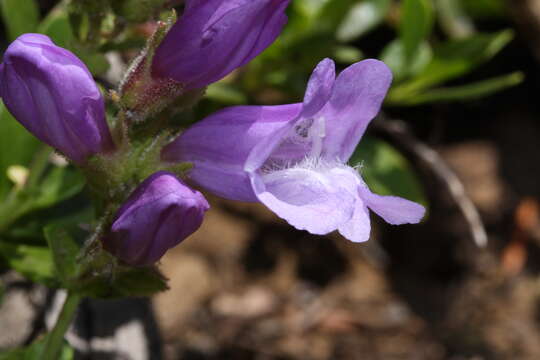 Image of Davidson's penstemon