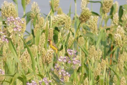 Image of Brown-headed Bunting