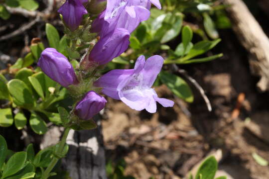 Image of Davidson's penstemon