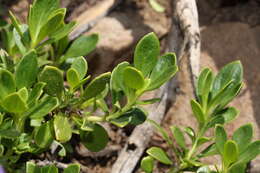 Image of Davidson's penstemon