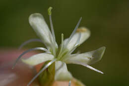 Image of Siberian catchfly