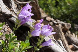 Image of Davidson's penstemon