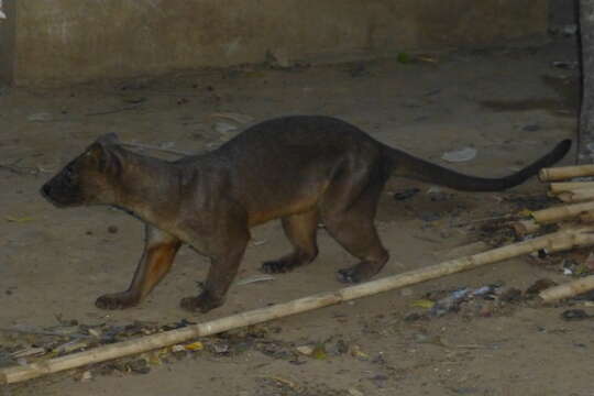 Image of fossa