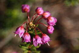 Image of pink mountainheath