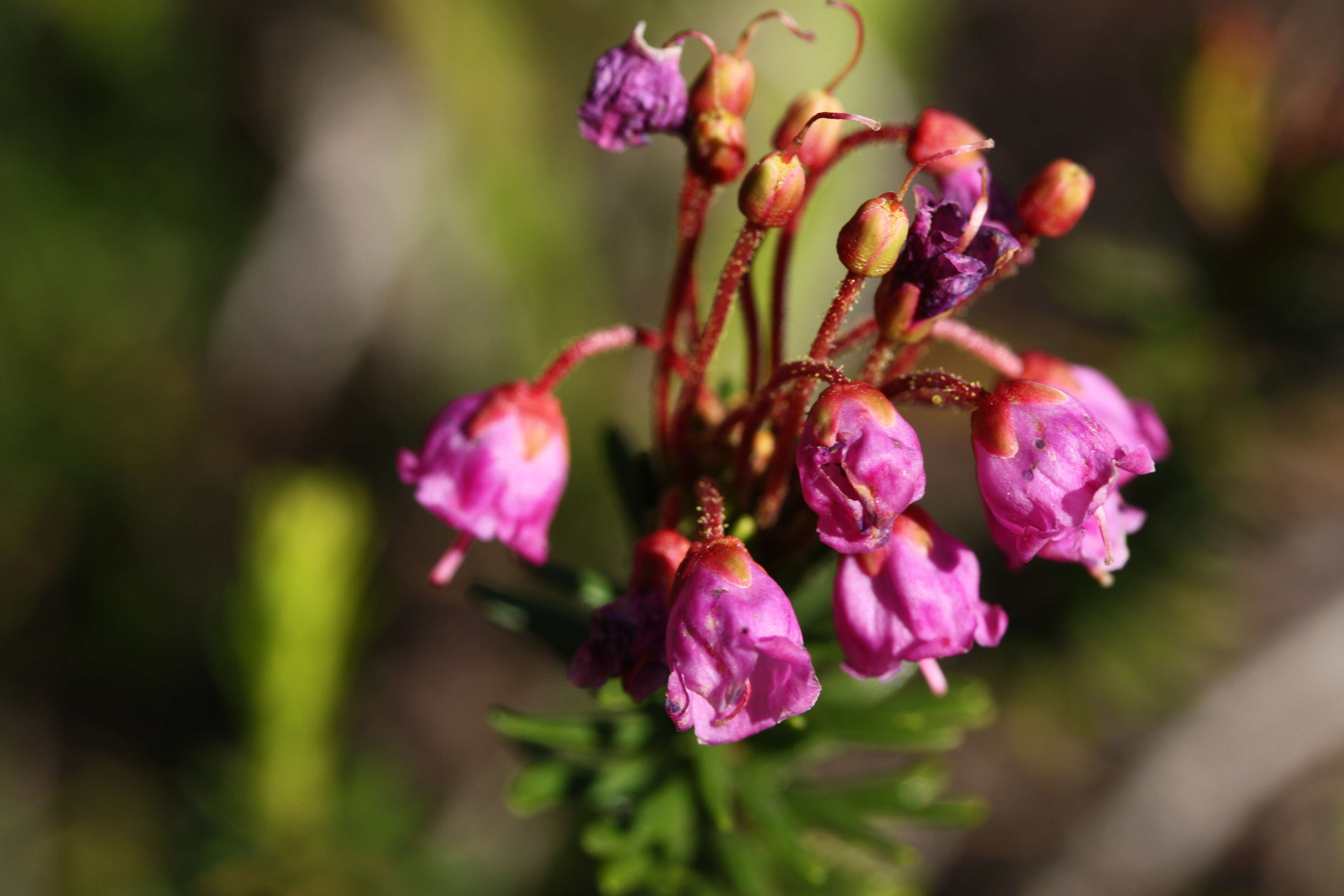 Image of pink mountainheath