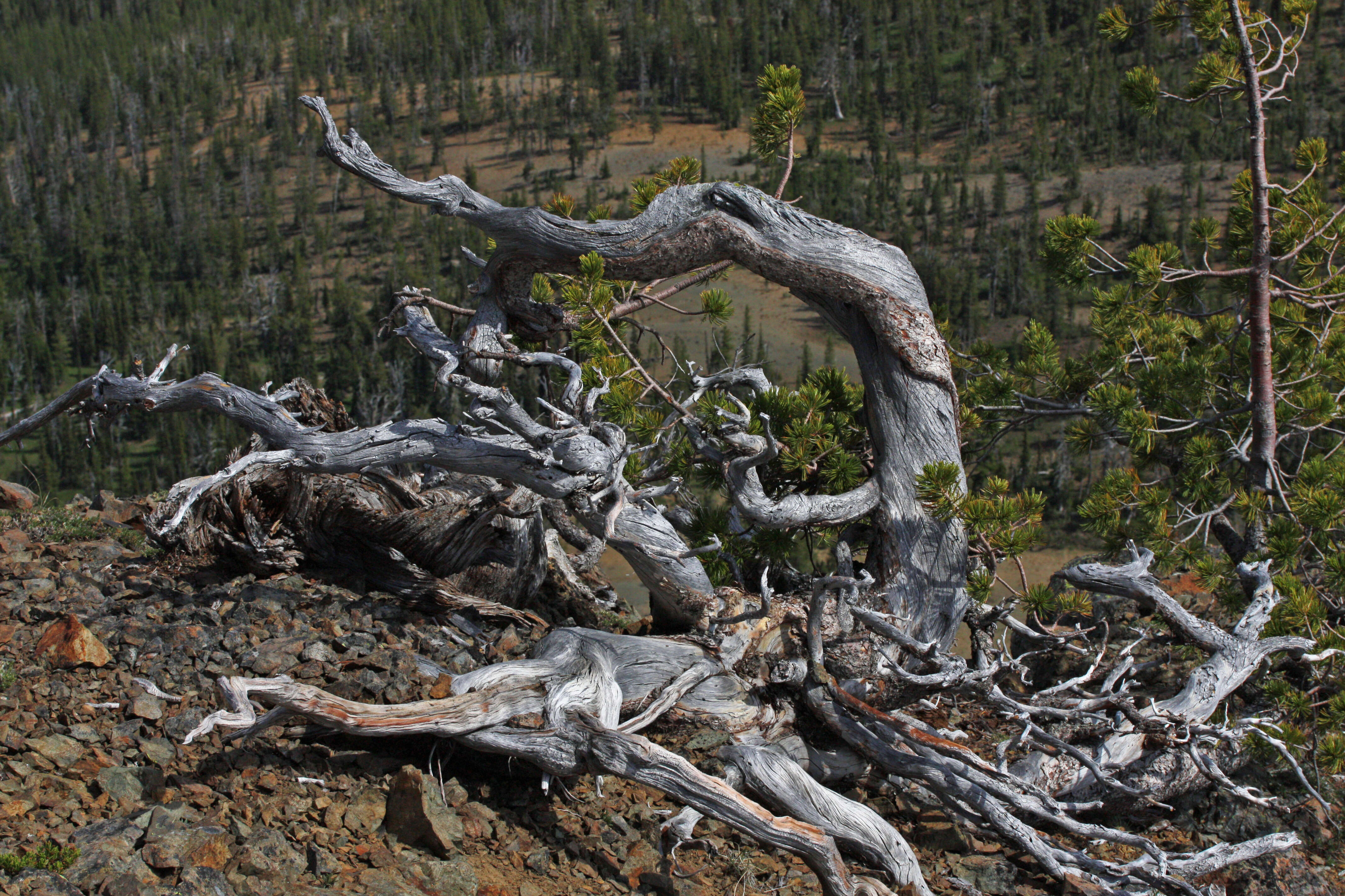 Image of whitebark pine