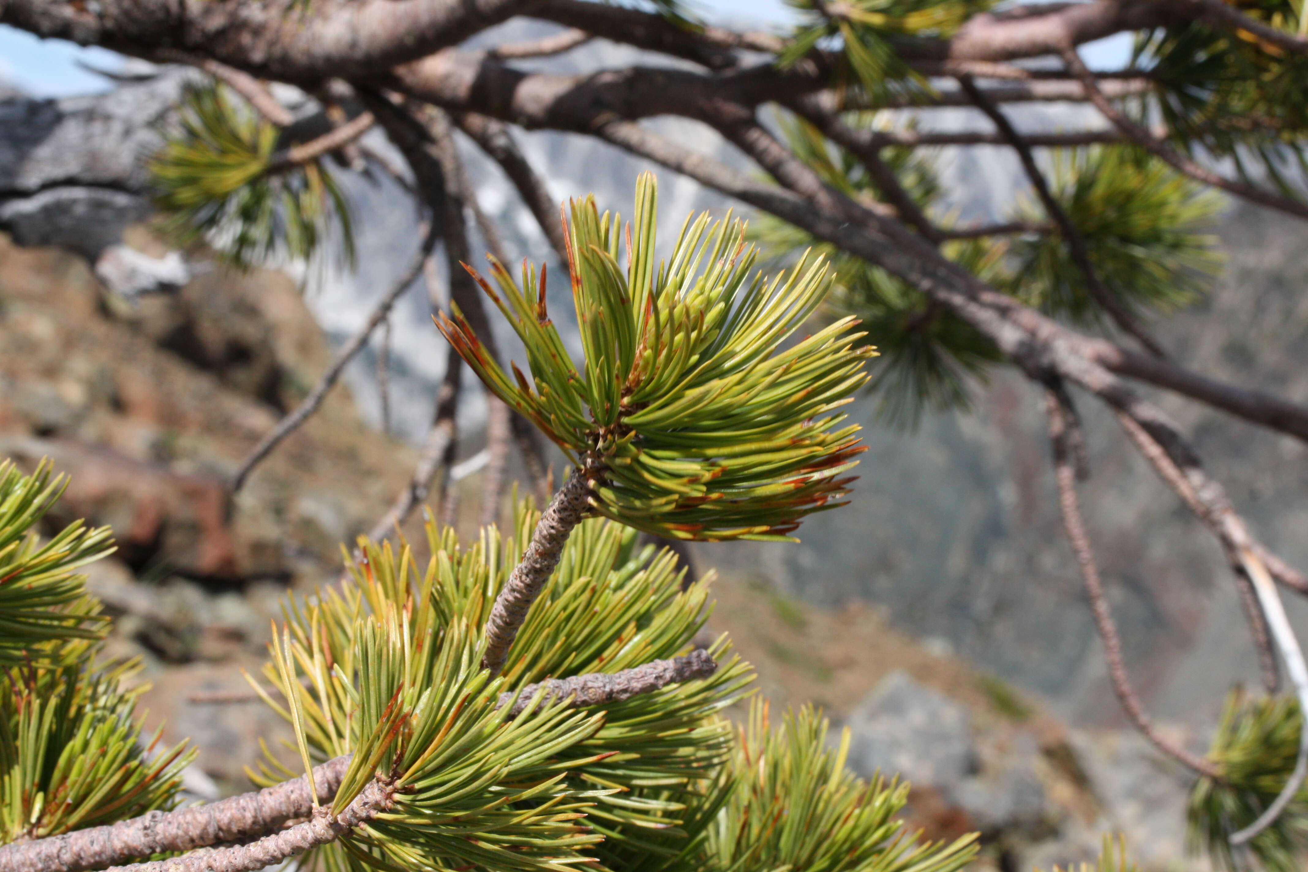 Image of whitebark pine