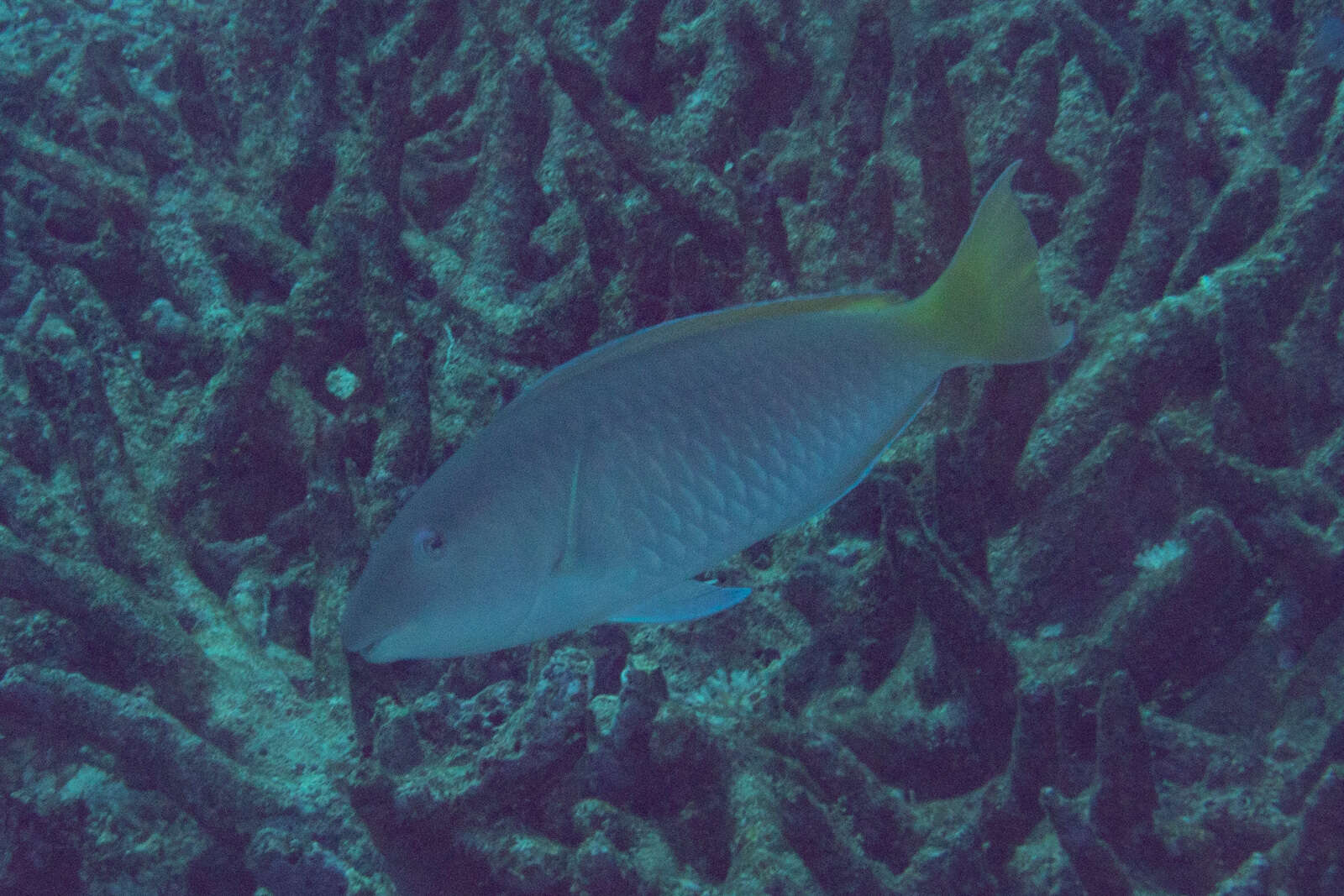 Image of Long-nosed Parrotfish