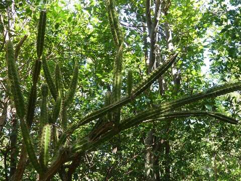 Image de Leptocereus arboreus Britton & Rose