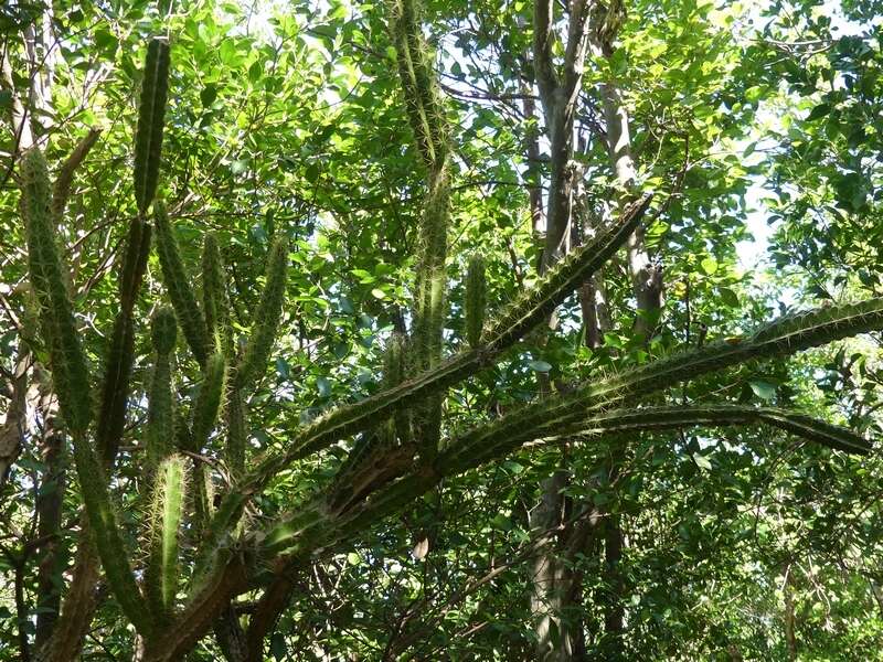 Image of Leptocereus arboreus Britton & Rose